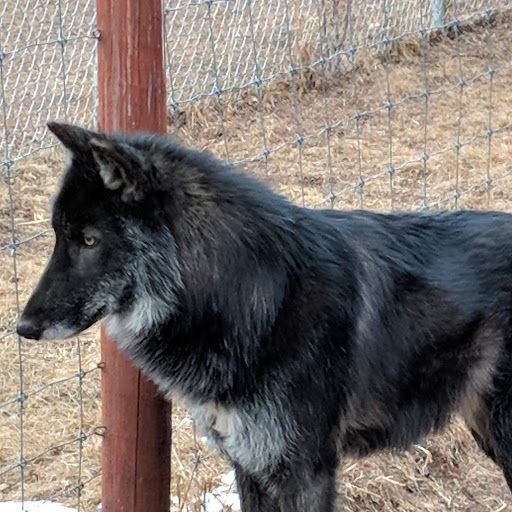 Wildlife Park «Colorado Wolf and Wildlife Center», reviews and photos, 4729 Twin Rocks Rd, Divide, CO 80814, USA