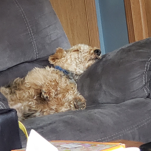 Pet Supply Store «Wag», reviews and photos, 2450 Harney St, Omaha, NE 68131, USA