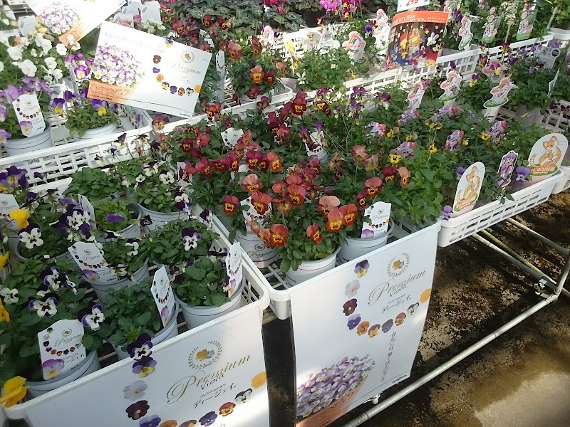 小澤農園 浜松インター店 静岡県浜松市東区貴平町 園芸センター グルコミ