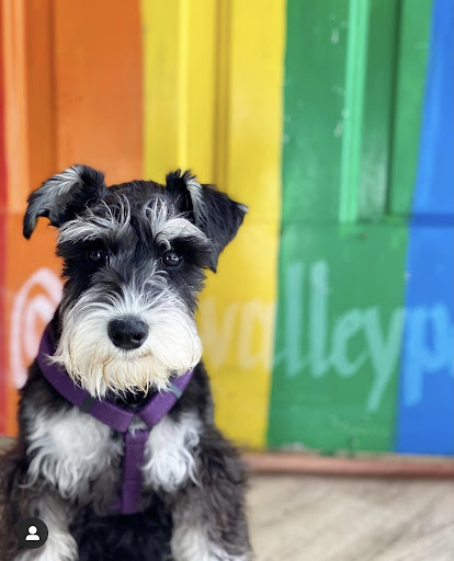 Pet Supply Store «Cole Valley Pets», reviews and photos, 910 Cole St, San Francisco, CA 94117, USA