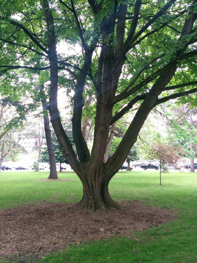 Park «Denny Park», reviews and photos, 100 Dexter Ave N, Seattle, WA 98109, USA