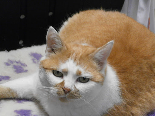 Kleintierpraxis Hallertau unter Pörnbach, Bayern