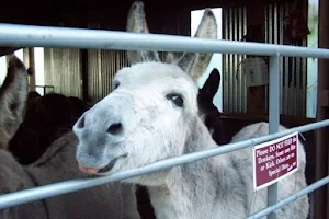 The Sathya Sai Donkey Sanctuary CLG image