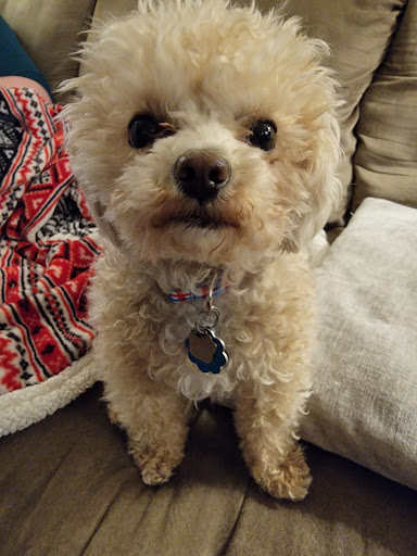 Pet Supply Store «Fetch Pet Supplies & Gifts», reviews and photos, 1332 E Republic Rd, Springfield, MO 65804, USA