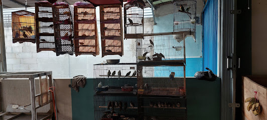 Azzam Murai Bird Shop Aquatic