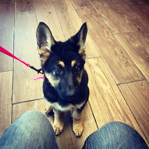 Pet Supply Store «PetSmart», reviews and photos, 320 W Town Square Way, Oak Creek, WI 53154, USA