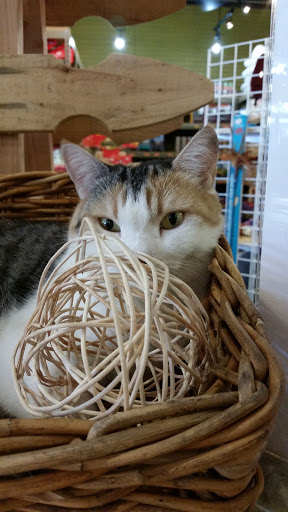 Pet Store «Next to Nature», reviews and photos, 4543 California Ave SW, Seattle, WA 98116, USA