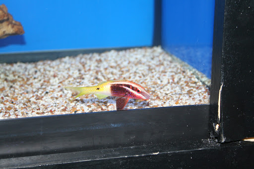 Tropical Fish Store «Aquatic Treasures/Bruces Pond Shop», reviews and photos, 20708 Gudith Rd, Brownstown Charter Twp, MI 48183, USA