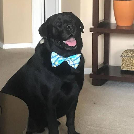 Pet Store «Woof Gang Bakery & Grooming Aberdeen», reviews and photos, 1121 NJ-34, Aberdeen Township, NJ 07747, USA