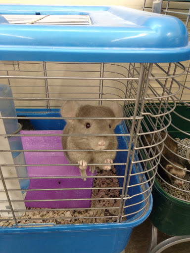 Pet Supply Store «Pet Supplies Plus», reviews and photos, 911 N Cable Rd a, Lima, OH 45805, USA