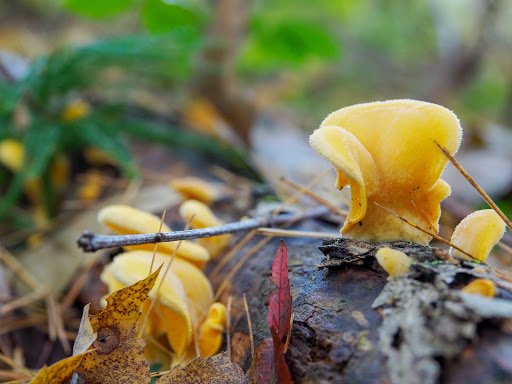 State Park «Lowell-Dracut-Tyngsborough State Forest», reviews and photos, Trotting Park Rd, Dracut, MA 01826, USA