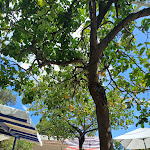 Photo n°3 de l'avis de Marie.e fait le 21/08/2023 à 19:53 sur le  MELE Pizza and Grill à Positano