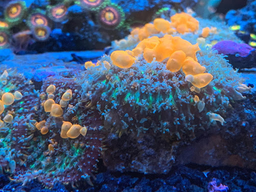 Pet Supply Store «Exotic Aquatic», reviews and photos, 275 E Oakland Park Blvd, Fort Lauderdale, FL 33334, USA