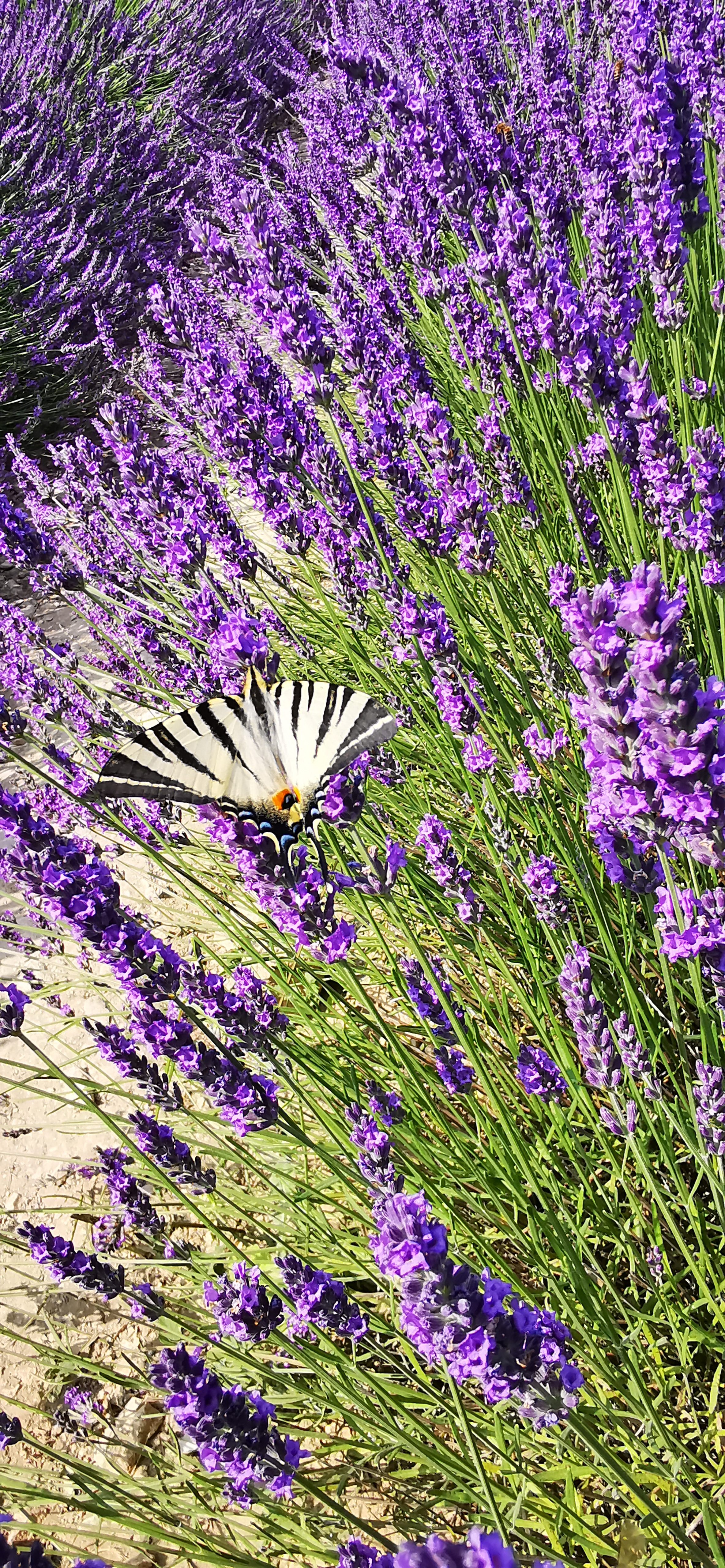 Photo n° 1 de l'avis de Peete.a fait le 29/06/2023 à 17:09