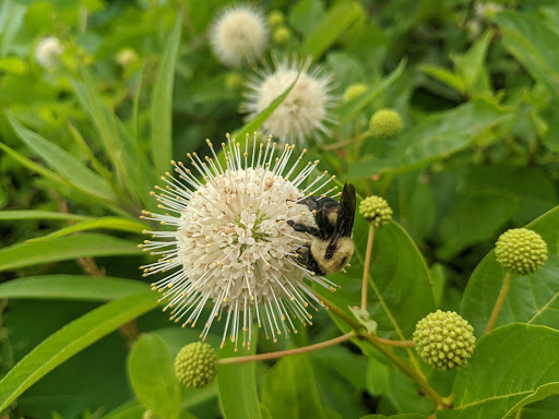 National Park «Kenilworth Park», reviews and photos, 1505 Ancostia Ave NE, Washington, DC 20019, USA