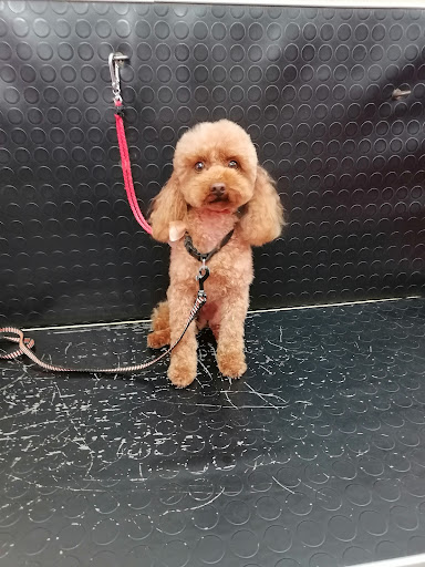 Pensioni per cani e dog hotel a Shower Dog Pet