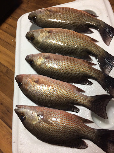 Marine Supply Store «West Marine», reviews and photos, 1300 W International Speedway Blvd #101, Daytona Beach, FL 32114, USA