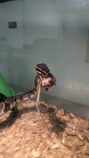 Pet Store «Petland», reviews and photos, 5470 Dixie Hwy, Fairfield, OH 45014, USA