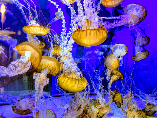 Aquarium «Aquarium of the Pacific», reviews and photos, 100 Aquarium Way, Long Beach, CA 90802, USA