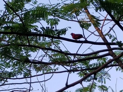 Nature Preserve «Pine Island Ridge Natural Area», reviews and photos, 3900 SW 100th Ave, Davie, FL 33328, USA