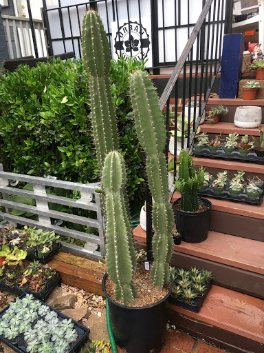 Wholesale Florist «Urban Jungle», reviews and photos, 2603 Sherman Ave NW, Washington, DC 20001, USA