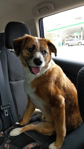 Pet Groomer «U Dirty Dog», reviews and photos, 232 Stevens Entry, Peachtree City, GA 30269, USA