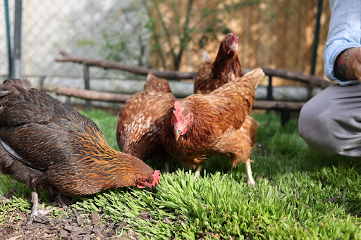 Salomons Farm unter Bad Kissingen, 