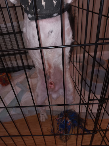 Pet Supply Store «PetSmart», reviews and photos, 157 Levittown Pkwy B, Levittown, PA 19055, USA