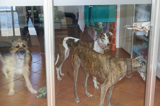 Hospitales y veterinarios de urgencia en Castelló d'Empúries de 2024