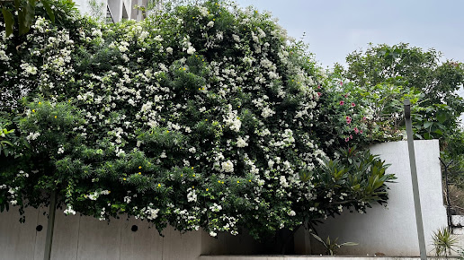 Google Maps image 33