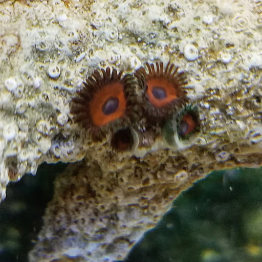 Pet Supply Store «Petco Animal Supplies», reviews and photos, 7215 170th Ave NE #115, Redmond, WA 98052, USA