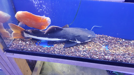 Pet Store «Pet World», reviews and photos, 891 Harriman Pl, San Bernardino, CA 92408, USA