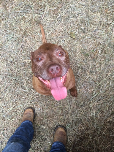 Mello-d Ranch Pet Boarding