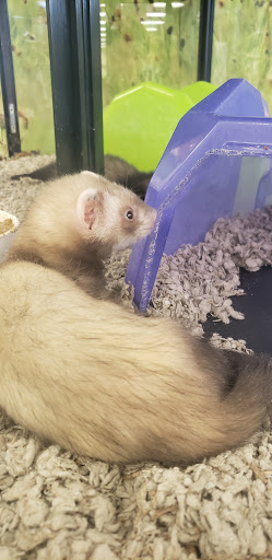 Pet Supply Store «Petco Animal Supplies», reviews and photos, 18200 NW Evergreen Pkwy, Beaverton, OR 97006, USA