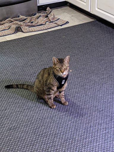 Pet Supply Store «Patton Avenue Pet Company- South», reviews and photos, 582 Hendersonville Rd #3, Asheville, NC 28803, USA