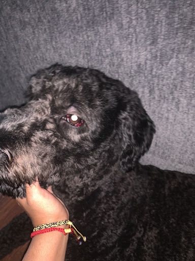 Pet Supply Store «PetSmart», reviews and photos, 47142 Michigan Ave, Canton, MI 48188, USA