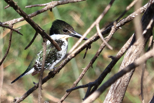 Park «Hugh Ramsey Nature Park», reviews and photos, 1000 TX-499 Loop, Harlingen, TX 78550, USA