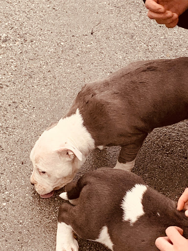 Pet Supply Store «Petco Animal Supplies», reviews and photos, 444 N Santa Cruz Ave, Los Gatos, CA 95030, USA