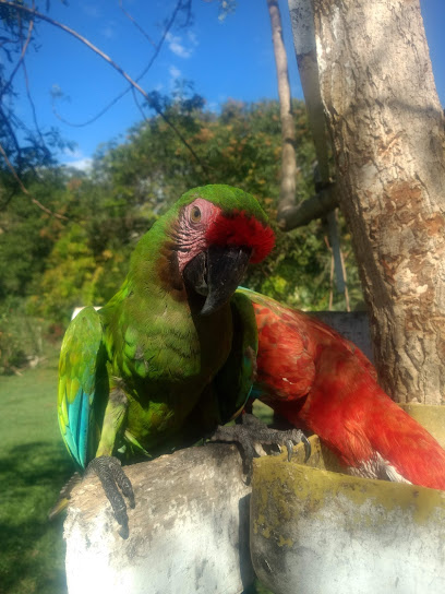 Club Campestre el Despertar de las aves de vive colombia