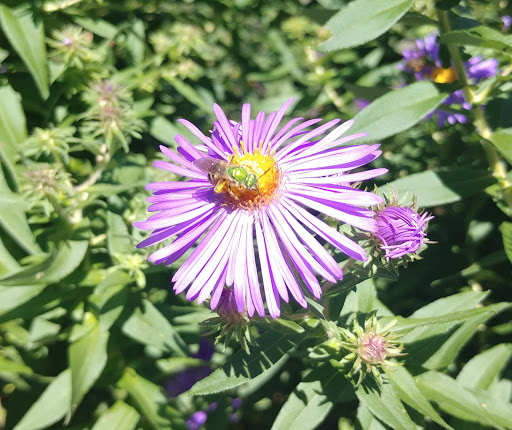 Park «Pinebrook Park», reviews and photos, 110 Ward Dr, New Rochelle, NY 10804, USA