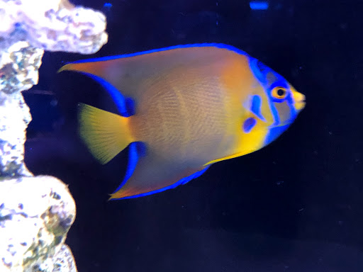 Aquarium Shop «Aquarium Depot», reviews and photos, 11762 SW 88th St, Miami, FL 33186, USA