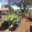 Clearwater Community Gardens, Inc