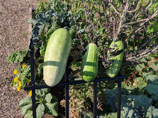 Hershey Community Gardens image 3