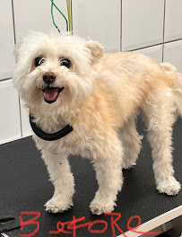 Mimi's 1 Pet Services - Photo 3 - Car repair in Hallandale Beach, FL, Miami