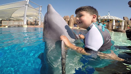 Dolphin Therapy Land