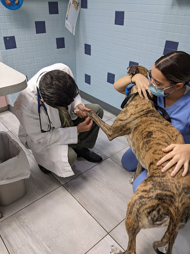 Miami Lakes Veterinary Clinic: Daubert Darrell DVM image