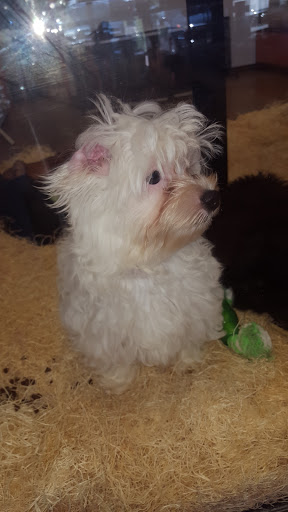 Pet Supply Store «Just Pets», reviews and photos, 8874 Maximus Dr, Lone Tree, CO 80124, USA