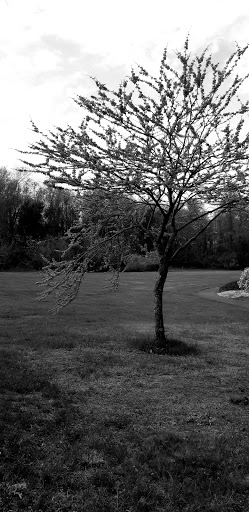 Park «Beech Woods Park», reviews and photos, 137 Beekman Rd, Kendall Park, NJ 08824, USA