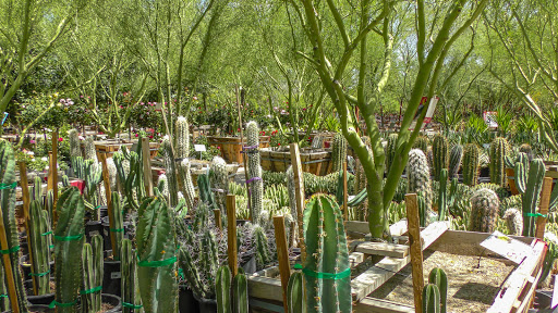 Garden Center «Moon Valley Nurseries West Valley / Avondale», reviews and photos, 11320 W Indian School Rd, Avondale, AZ 85323, USA