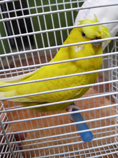 Pet Store «Inez Pet Shop», reviews and photos, 3825 Whittier Blvd, Los Angeles, CA 90023, USA